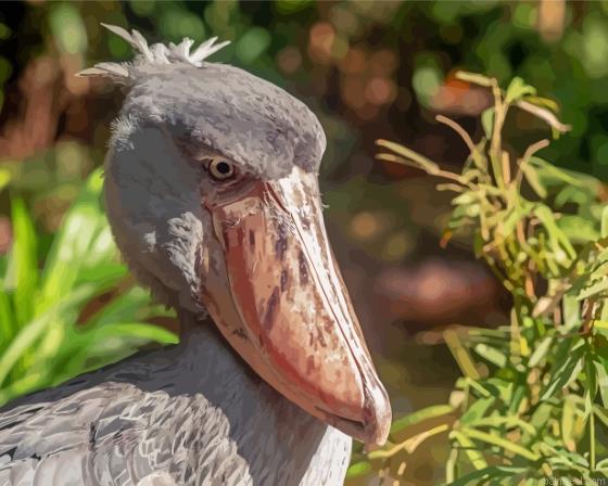 Shoebill side view painting by numbers.jpeg