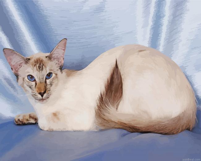 Siamese oriental cat painting by numbers.jpeg