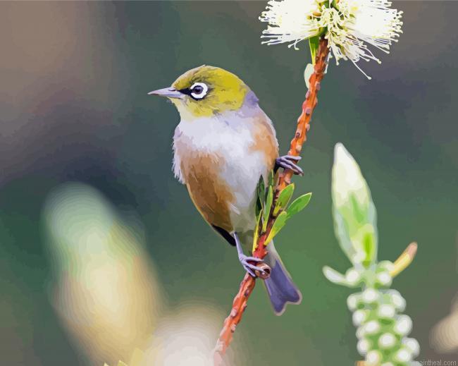 Silvereye bird painting by numbers.jpeg