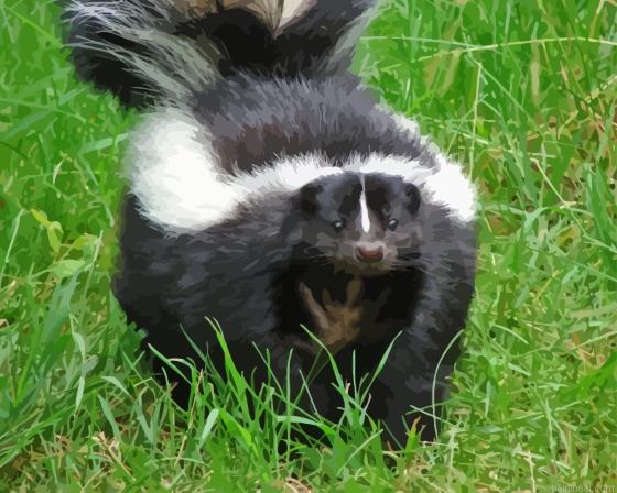 Skunk painting by numbers.jpeg