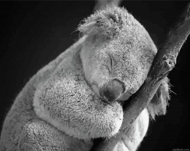 Sleepy black and white koala painting by numbers.jpeg