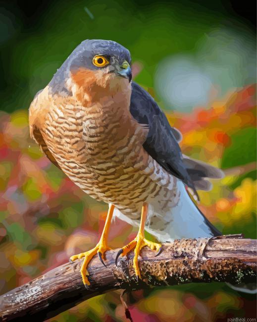 Sparrowhawk bird on branch painting by numbers.jpeg
