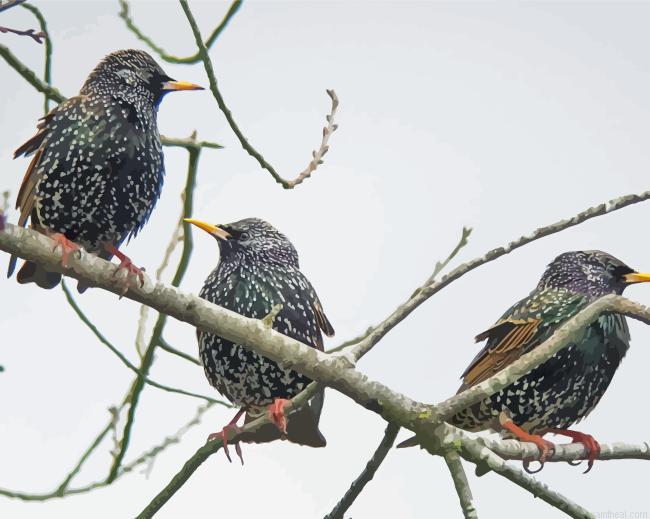 Starling birds on sticks painting by numbers.jpeg