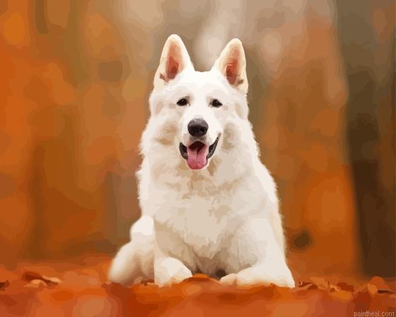 Swiss shepherd in the forest painting by numbers.jpeg