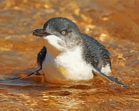 The australian fairy penguin bird painting by numbers.jpeg