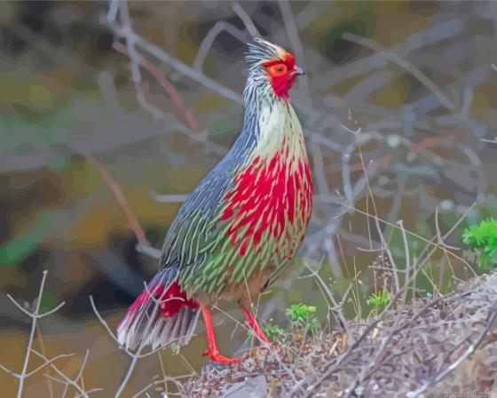 The blood pheasant bird painting by numbers.jpeg