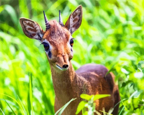 The dik dik animal painting by numbers.jpeg