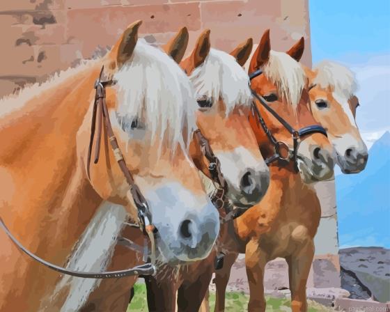 The haflinger horses painting by numbers.jpeg