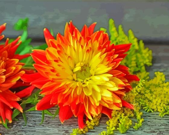 The red orange dahlia flower painting by numbers.jpeg