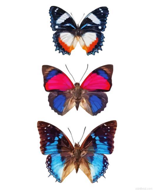 Three butterflies painting by numbers.jpeg