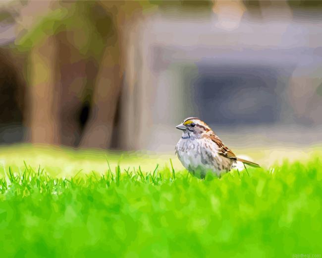 Throated sparrow grass painting by numbers.jpeg