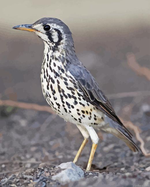 Thrush bird painting by numbers.jpeg