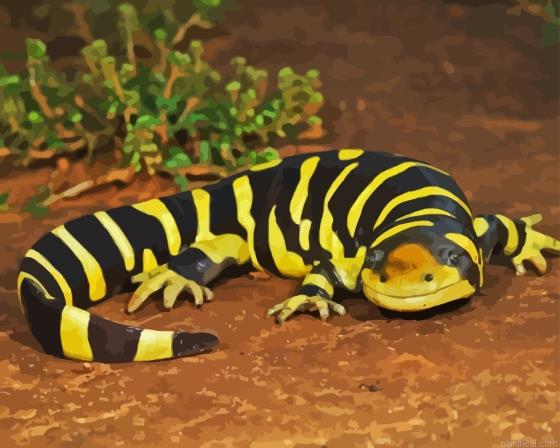 Tiger salamander ambystomatidae painting by numbers.jpeg