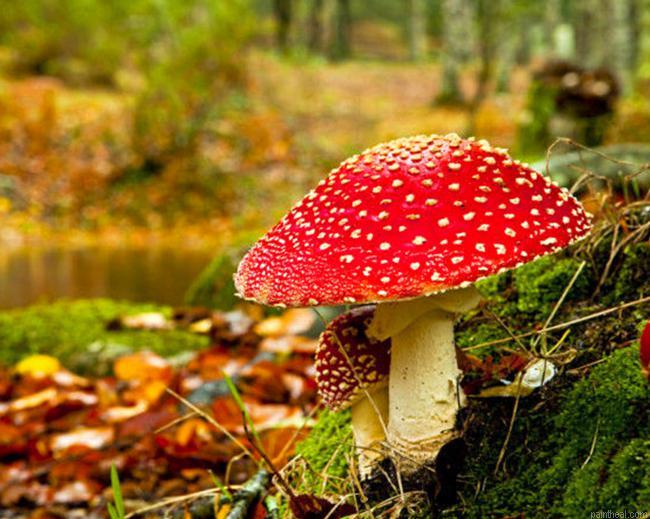 Toadstool painting by numbers.jpeg