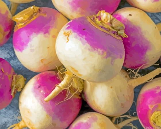 Turnip vegetable painting by numbers.jpeg