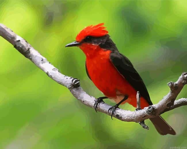 Tyrant flycatchers painting by numbers.jpeg