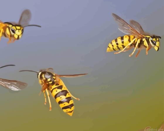 Wasps insect painting by numbers.jpeg