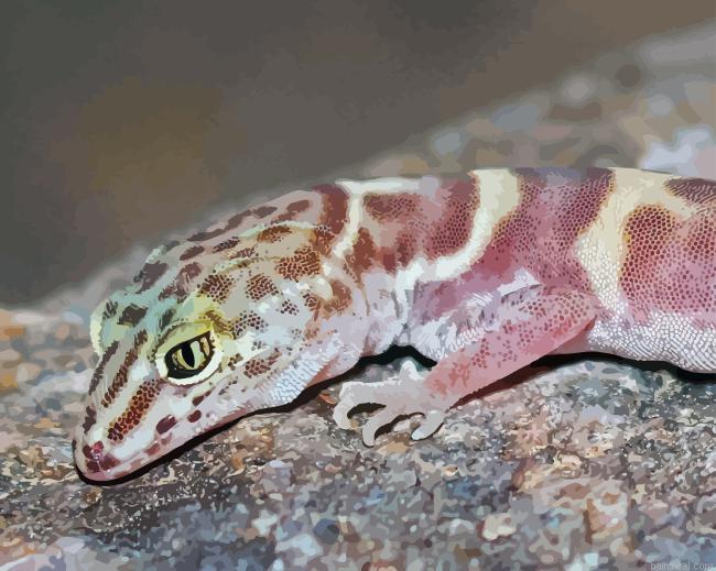 Western desert gecko animal painting by numbers.jpeg