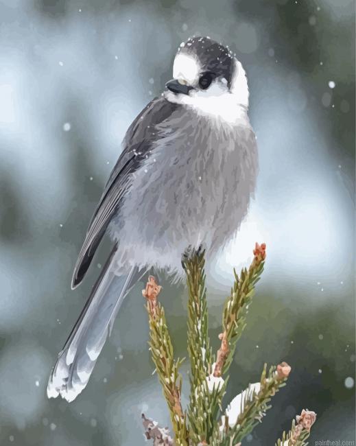 Whiskey jack bird in snow painting by numbers.jpeg