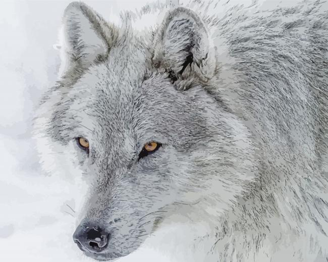 White and grey wolf painting by numbers.jpeg