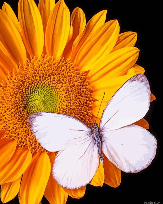 White butterfly on sunflower painting by numbers.jpeg