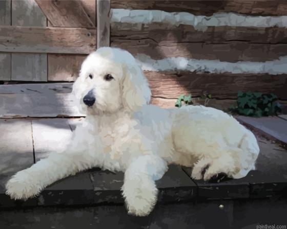 White golden doodle painting by numbers.jpeg