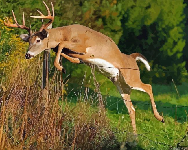 Whitetail deer painting by numbers.jpeg