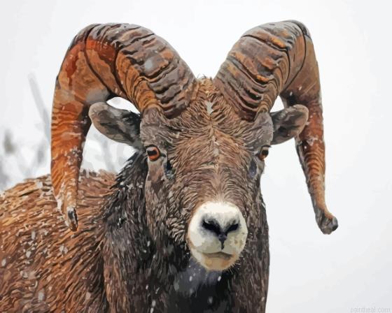 Wild bighorn sheep in snow painting by numbers.jpeg