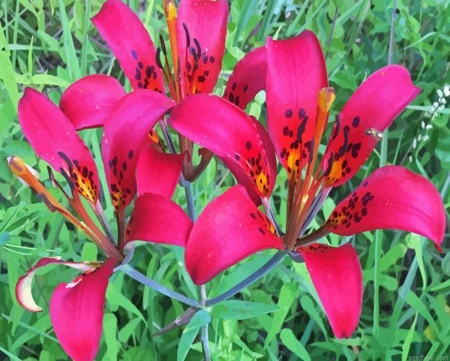Wood lily flowers painting by numbers.jpeg