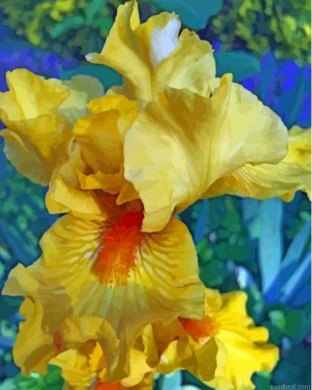 Yellow bearded iris plant painting by numbers.jpeg