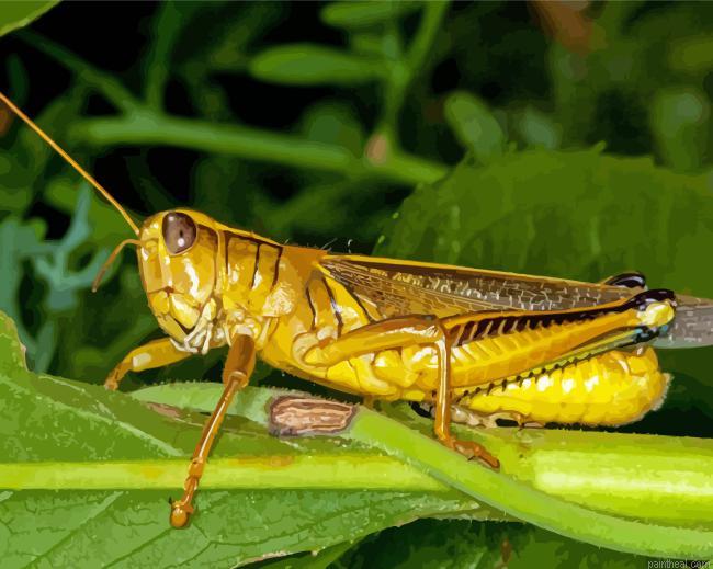 Yellow grasshoppers painting by numbers.jpeg