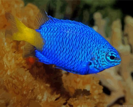 Yellow tail blue damselfishes painting by numbers.jpeg
