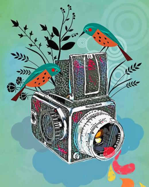 Birds and camera illustration painting by numbers.jpeg