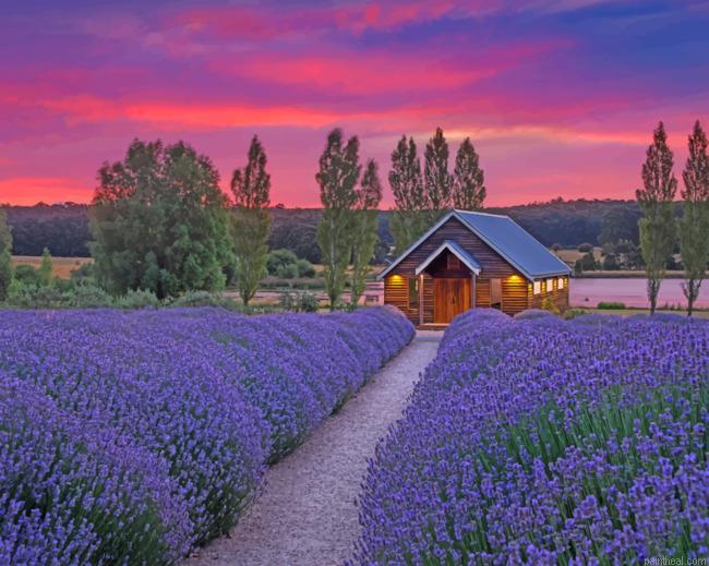 Cabin in lavender field painting by numbers.jpeg