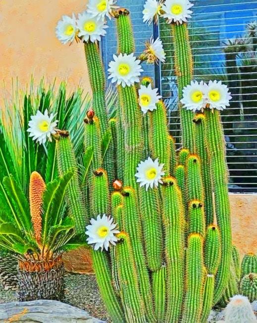 Cactus white flowers plants painting by numbers.jpeg