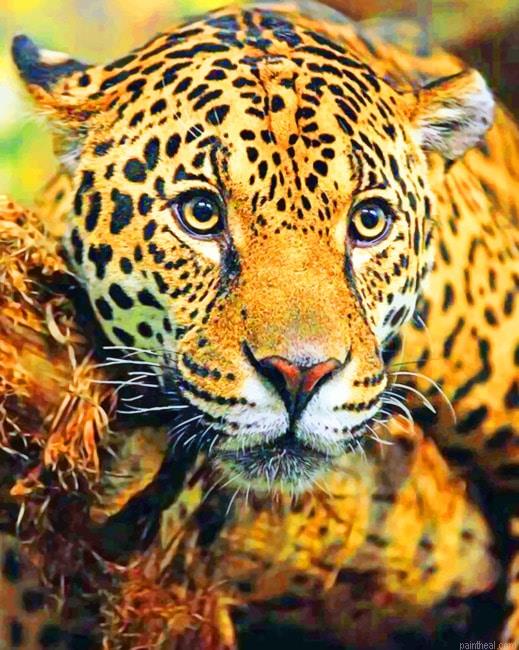 Jaguar animals painting by numbers.jpeg