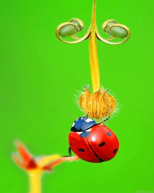 Ladybug insects painting by numbers.jpeg