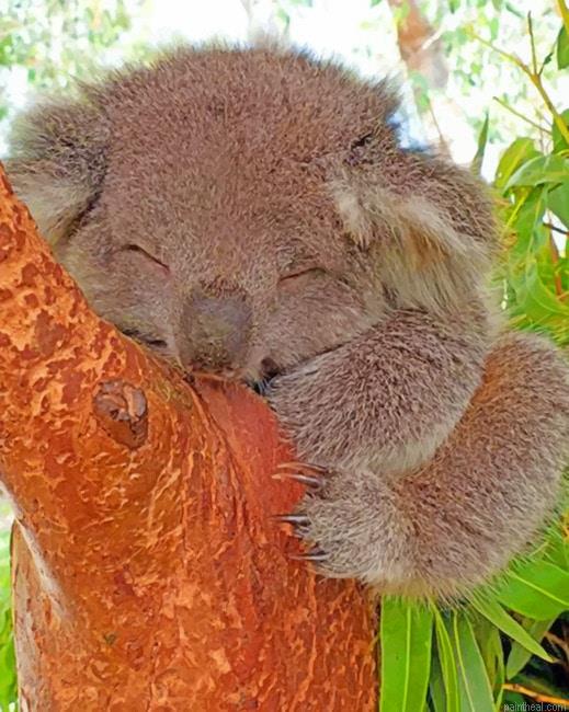 Sleepy koala animals painting by numbers.jpeg